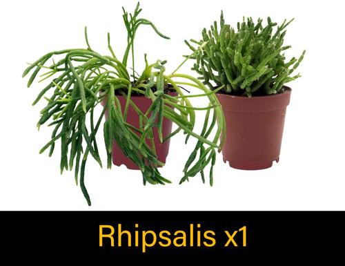 Show full view: ReptiFauna Anole 2-in Pot Live Plant, 3 count slide 5 of 6