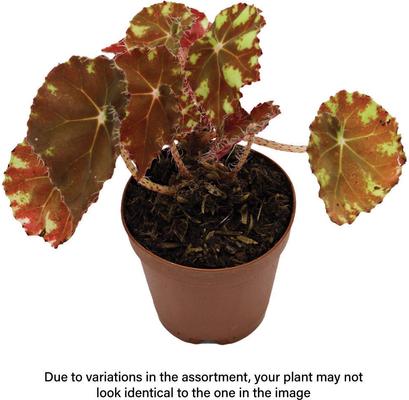 Show full view: ReptiFauna Assorted Begonia Tropical Live Plant, 2-in Pot slide 1 of 9