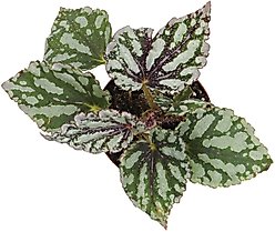 ReptiFauna Assorted Begonia Tropical Live Plant, 2-in Pot slide 2 of 8
