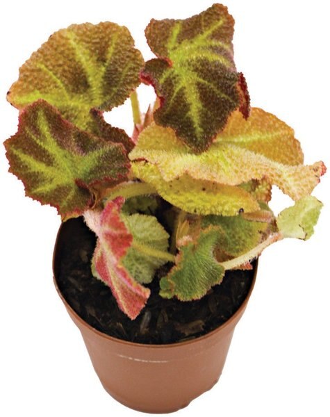 ReptiFauna Assorted Begonia Tropical Plant, 2-in Pot, 3 count