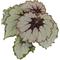 Show in main carousel: ReptiFauna Assorted Begonia Tropical Live Plant, 2-in Pot slide 6 of 9
