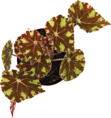 Show full view: ReptiFauna Assorted Begonia Tropical Live Plant, 2-in Pot slide 2 of 9