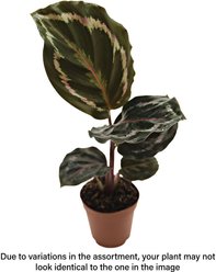 ReptiFauna Assorted Calathea Tropical Live Plant, 2-in Pot slide 1 of 9