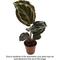 Show in main carousel: ReptiFauna Assorted Calathea Tropical Live Plant, 2-in Pot slide 1 of 9