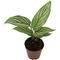 Show in main carousel: ReptiFauna Assorted Calathea Tropical Live Plant, 2-in Pot slide 5 of 9