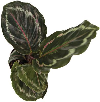 Show full view: ReptiFauna Assorted Calathea Tropical Live Plant, 2-in Pot slide 2 of 9