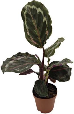 Show full view: ReptiFauna Assorted Calathea Tropical Live Plant, 2-in Pot slide 7 of 9