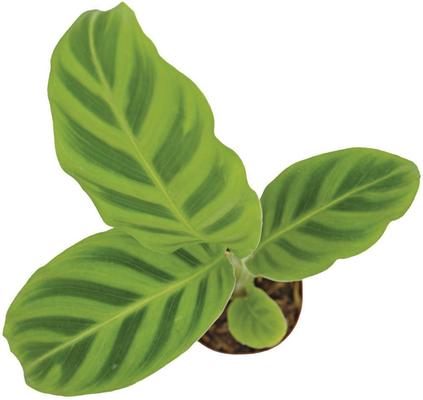Show full view: ReptiFauna Assorted Calathea Tropical Live Plant, 2-in Pot slide 9 of 9