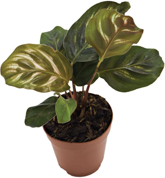 ReptiFauna Maranta Tropical Live Plant