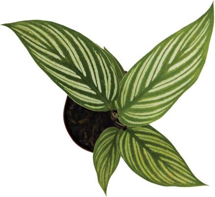 Show full view: ReptiFauna Assorted Calathea Tropical Live Plant, 2-in Pot slide 6 of 9