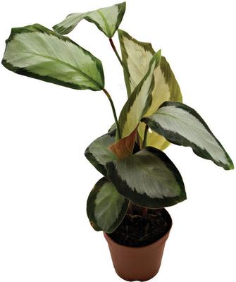 Show full view: ReptiFauna Assorted Calathea Tropical Live Plant, 2-in Pot slide 3 of 9