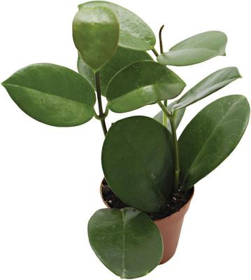 Show full view: ReptiFauna Assorted Hoya Tropical Live Plant, 2-in Pot slide 9 of 9