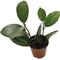 Show in main carousel: ReptiFauna Assorted Hoya Tropical Live Plant, 2-in Pot slide 7 of 9