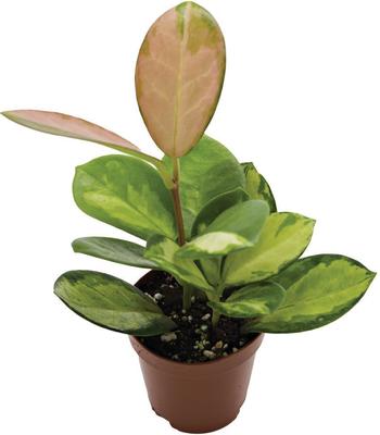 Show full view: ReptiFauna Assorted Hoya Tropical Live Plant, 2-in Pot slide 4 of 9