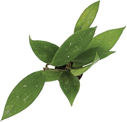 Show full view: ReptiFauna Assorted Hoya Tropical Live Plant, 2-in Pot slide 2 of 9