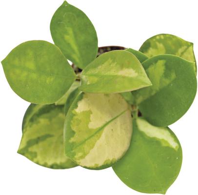 Show full view: ReptiFauna Assorted Hoya Tropical Live Plant, 2-in Pot slide 3 of 9