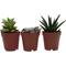 Show in main carousel: ReptiFauna Bearded Dragon 2-in Pot Live Plant, 3 count slide 1 of 6