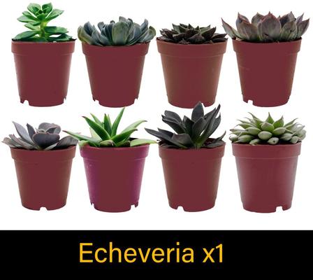 Show full view: ReptiFauna Bearded Dragon 2-in Pot Live Plant, 3 count slide 4 of 6