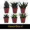 Show in main carousel: ReptiFauna Bearded Dragon 2-in Pot Live Plant, 3 count slide 5 of 6