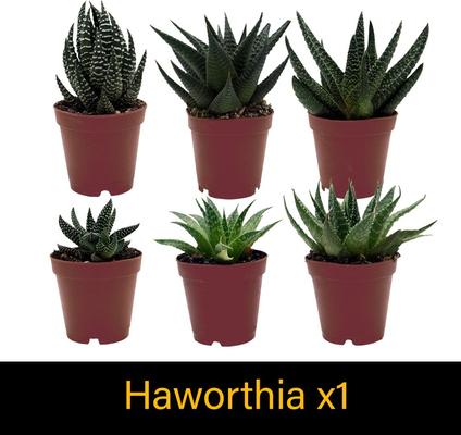 Show full view: ReptiFauna Bearded Dragon 2-in Pot Live Plant, 3 count slide 5 of 6