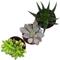 Show in main carousel: ReptiFauna Bearded Dragon 2-in Pot Live Plant, 3 count slide 3 of 6