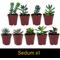 Show in main carousel: ReptiFauna Bearded Dragon 2-in Pot Live Plant, 3 count slide 6 of 6