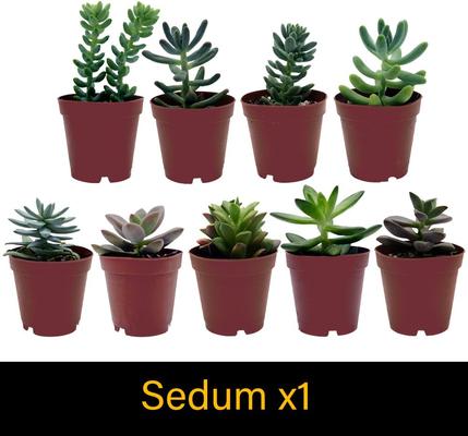 Show full view: ReptiFauna Bearded Dragon 2-in Pot Live Plant, 3 count slide 6 of 6