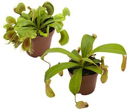 ReptiFauna Carnivorous Lizard Plant Bundle slide 1 of 7