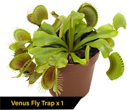 ReptiFauna Carnivorous Lizard Plant Bundle slide 2 of 7