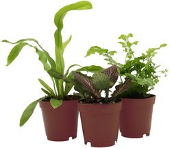 ReptiFauna Chameleon 2-in Pot Live Plant, 3 count