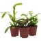 Show in main carousel: ReptiFauna Chameleon 2-in Pot Live Plant, 3 count slide 1 of 5