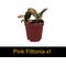Show in main carousel: ReptiFauna Chameleon 2-in Pot Live Plant, 3 count slide 5 of 5