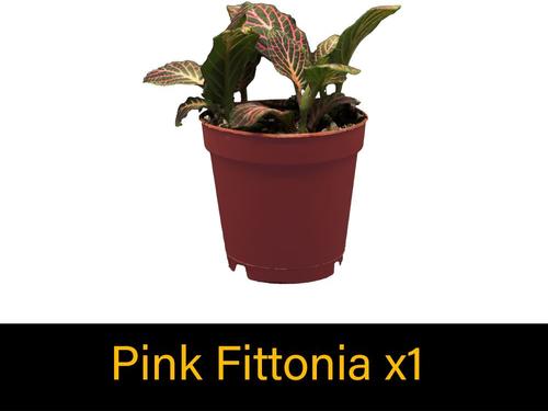 Show full view: ReptiFauna Chameleon 2-in Pot Live Plant, 3 count slide 5 of 5