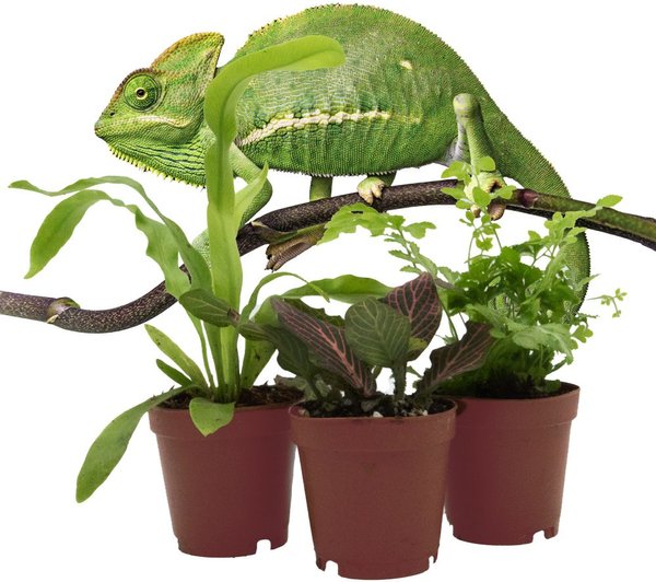 ReptiFauna Chameleon 2-in1 Pot Live Plant
