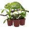 Show in main carousel: ReptiFauna Chameleon 2-in Pot Live Plant, 3 count slide 2 of 5