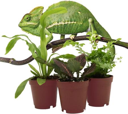 Show full view: ReptiFauna Chameleon 2-in Pot Live Plant, 3 count slide 2 of 5