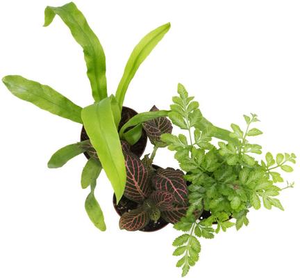 Show full view: ReptiFauna Chameleon 2-in Pot Live Plant, 3 count slide 3 of 5