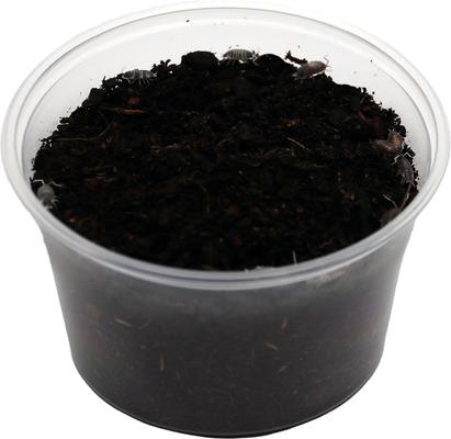 Show full view: ReptiFauna Cookie Crumble Isopod, 16-oz, 10 count slide 5 of 6