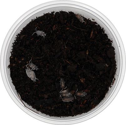 Show full view: ReptiFauna Cookie Crumble Isopod, 16-oz, 10 count slide 3 of 6