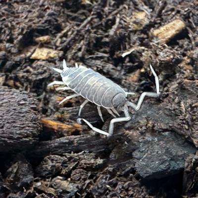 Show full view: ReptiFauna Cookie Crumble Isopod, 16-oz, 10 count slide 2 of 6