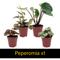 Show in main carousel: ReptiFauna Crested Gecko 2-in Pot Live Plant, 3 count slide 4 of 6