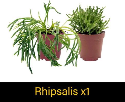 Show full view: ReptiFauna Crested Gecko 2-in Pot Live Plant, 3 count slide 6 of 6