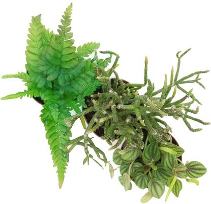 Show full view: ReptiFauna Crested Gecko 2-in Pot Live Plant, 3 count slide 3 of 6