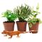 Show in main carousel: ReptiFauna Crested Gecko 2-in Pot Live Plant, 3 count slide 2 of 6