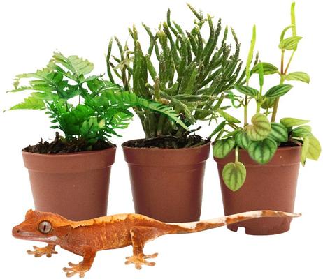 Show full view: ReptiFauna Crested Gecko 2-in Pot Live Plant, 3 count slide 2 of 6