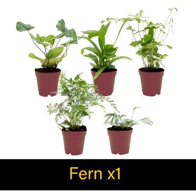 Show full view: ReptiFauna Crested Gecko 2-in Pot Live Plant, 3 count slide 5 of 6