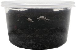 ReptiFauna Dairy Cow Isopod, 16-oz, 10 count slide 2 of 6