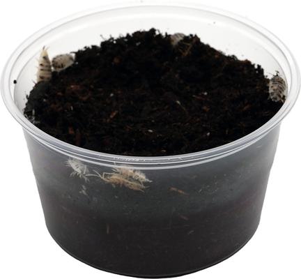 Show full view: ReptiFauna Dairy Cow Isopod, 16-oz, 10 count slide 5 of 7