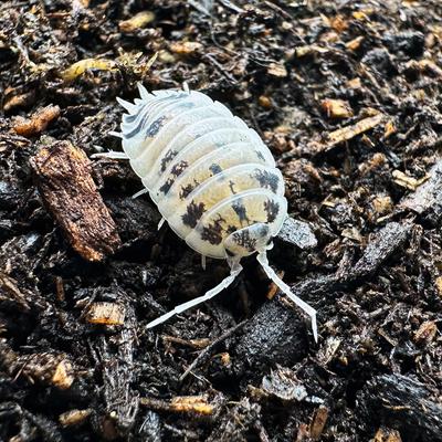 Show full view: ReptiFauna Dairy Cow Isopod, 16-oz, 10 count slide 2 of 7