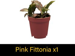 ReptiFauna Dart Frog 2-in Pot Live Plant, 3 count slide 2 of 6